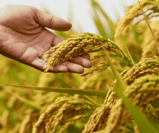 Giá gạo xuất khẩu giảm mạnh đầu năm 2025